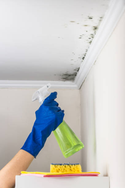 Mold Remediation for Vacation Homes in Colquitt, GA